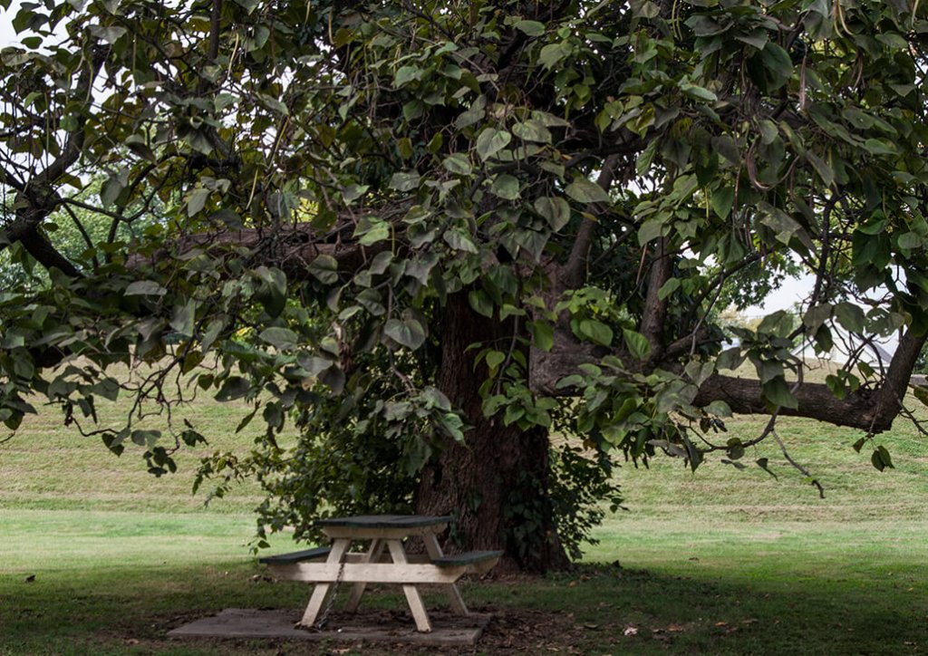 IGP1950_FultonPark-1024x724